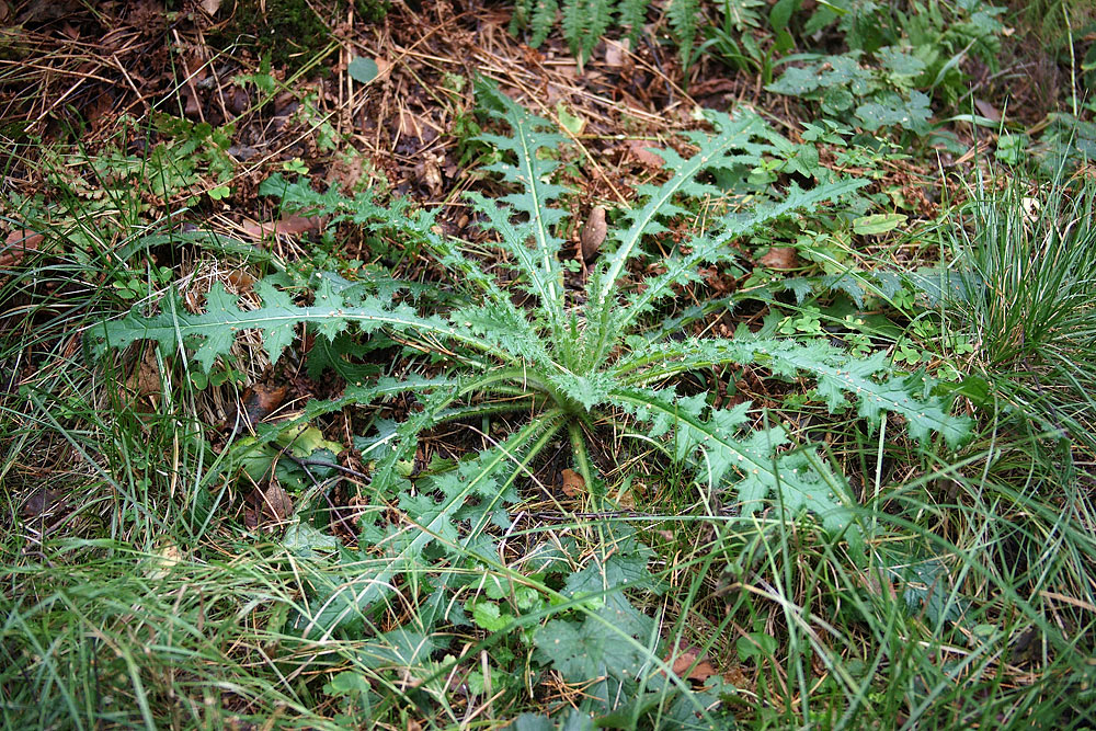 Изображение особи Cirsium palustre.