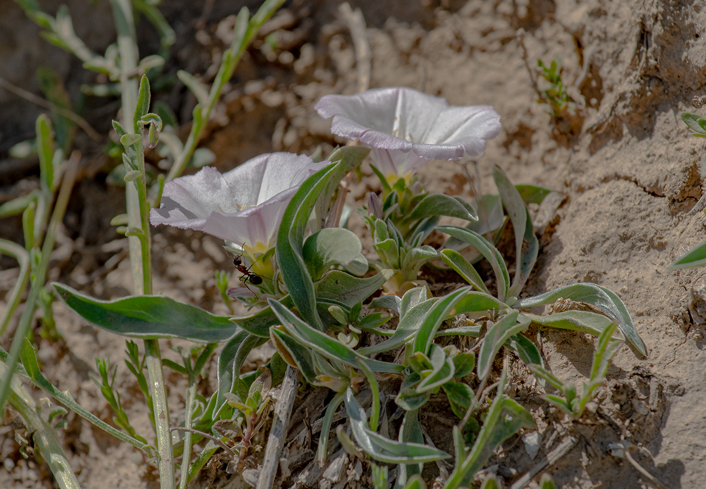 Изображение особи Convolvulus lineatus.