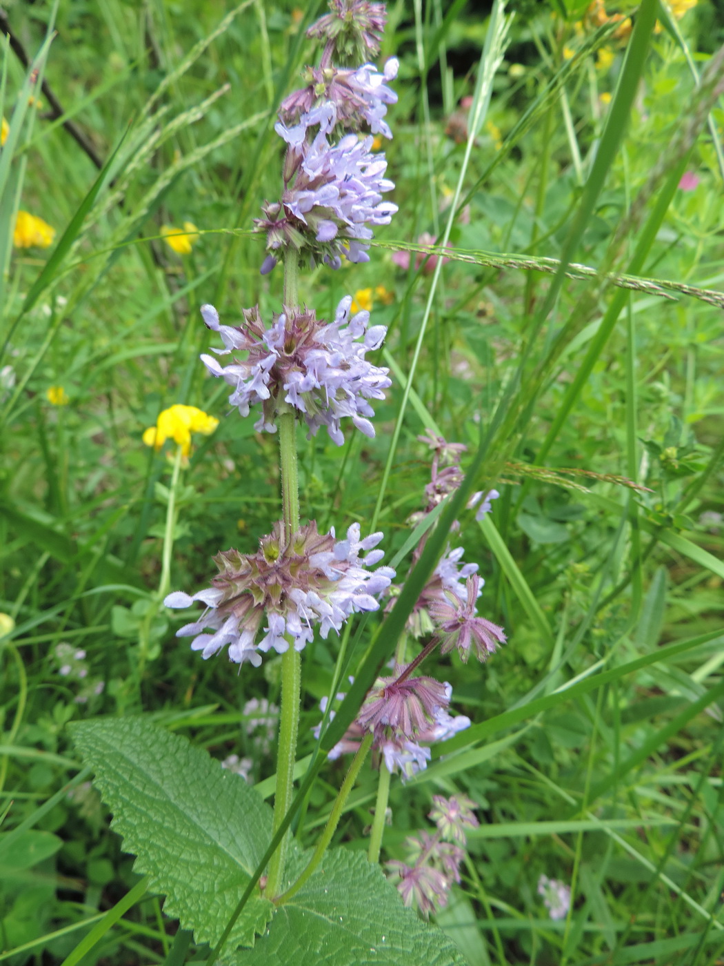 Изображение особи Salvia verticillata.