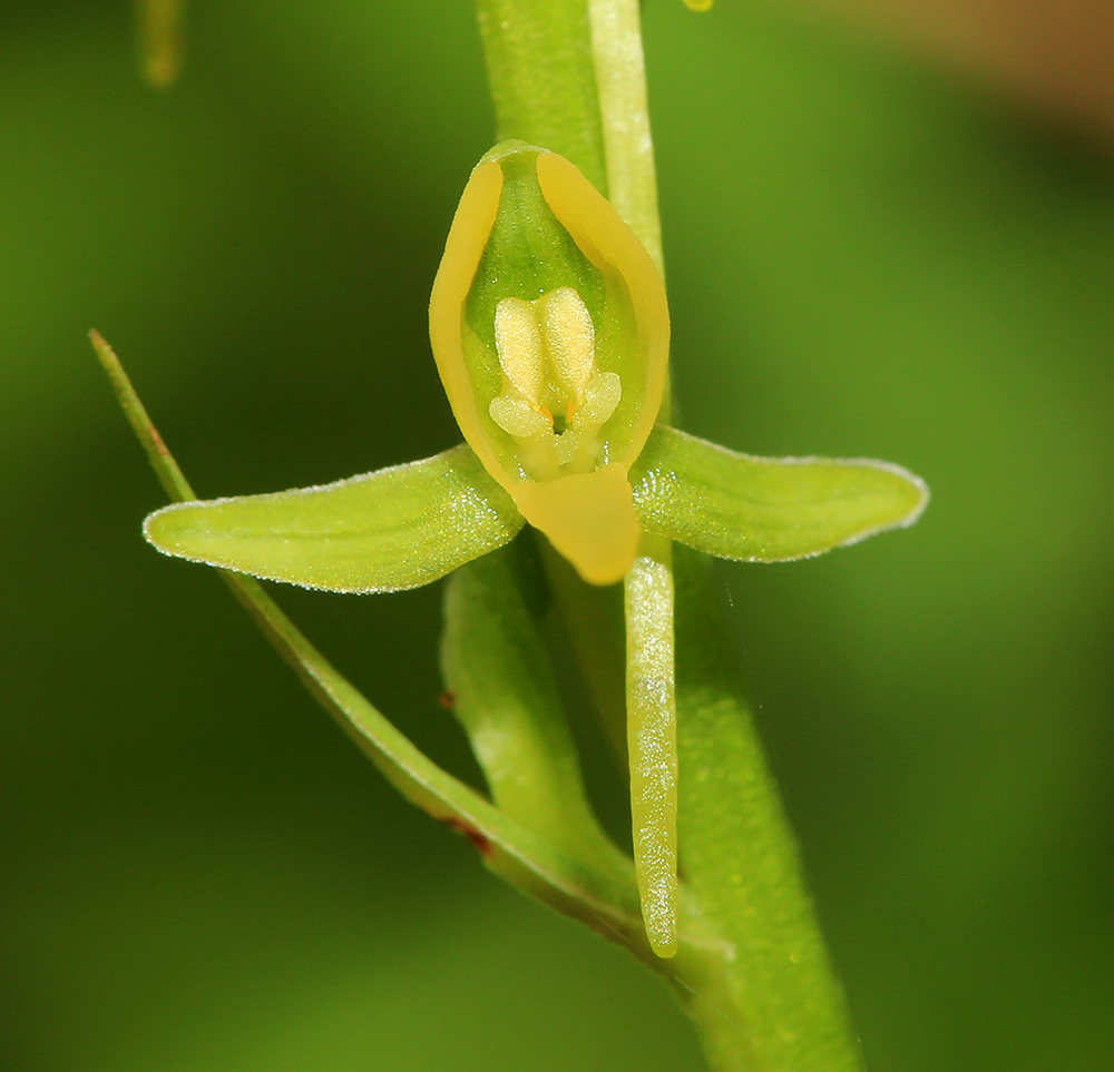 Изображение особи Platanthera tipuloides.