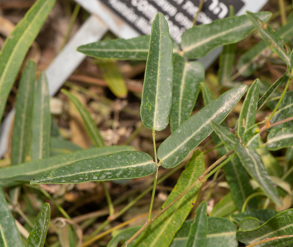 Изображение особи Hardenbergia comptoniana.