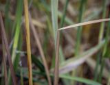 Typha angustifolia. Части листа и побега в осенней окраске. Татарстан, Агрызский р-н, с. Красный Бор, Нижнекамское водохранилище, отмель. 10.10.2021.