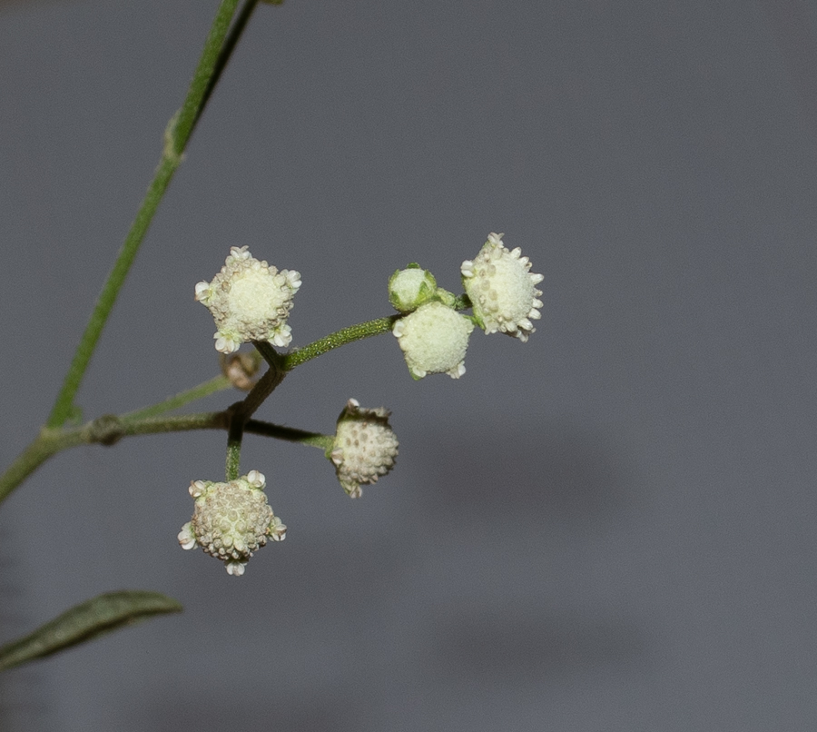 Image of Parthenium hysterophorus specimen.