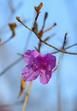 Rhododendron mucronulatum. Цветок (повторное цветение). Приморский край, окр. г. Владивосток, широколиственный лес. 05.11.2021.