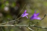 Campanula rapunculus. Верхушка побега с цветком. Израиль, лес Бен-Шемен. 20.04.2019.