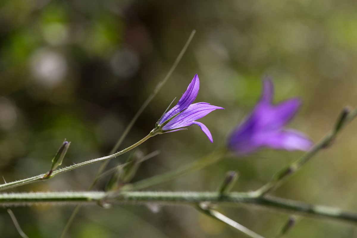 Изображение особи Campanula rapunculus.