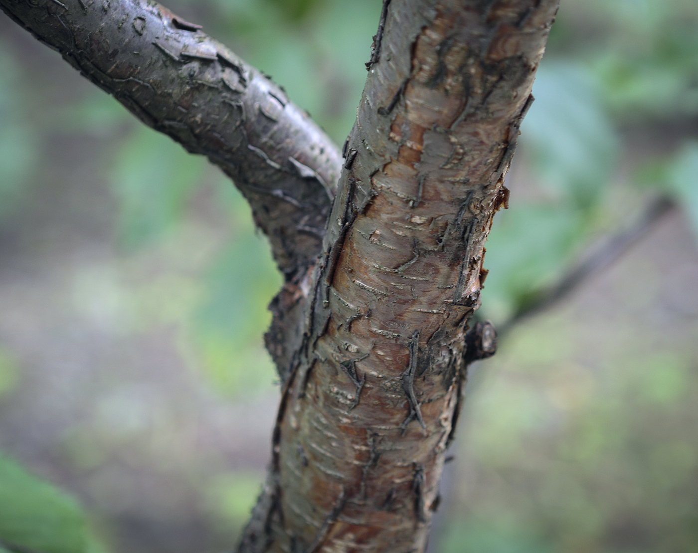 Image of Betula alleghaniensis specimen.