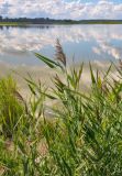 Phragmites australis. Цветущие растения. Алтайский край, Мамонтовский р-н, с. Мамонтово, берег оз. Большое Островное, топкий участок берега у воды. 26.06.2021.