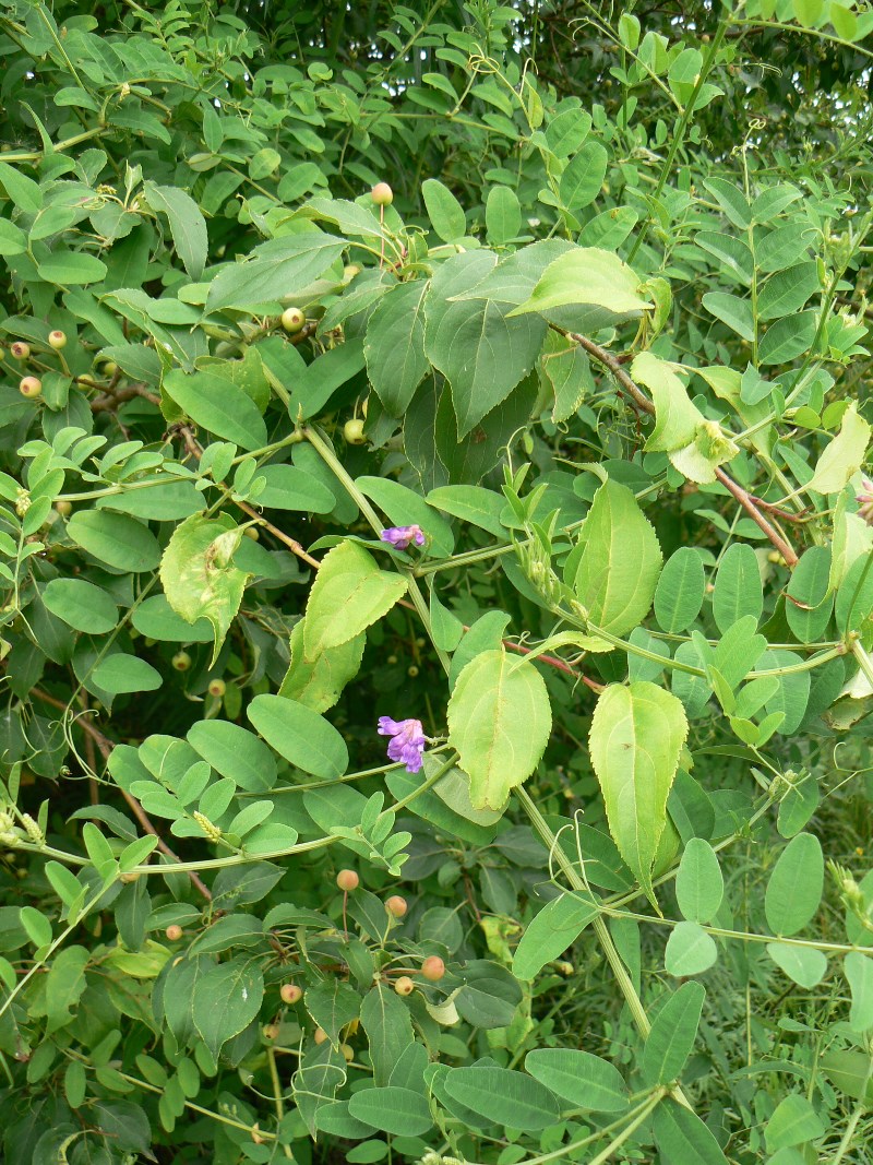 Image of genus Vicia specimen.