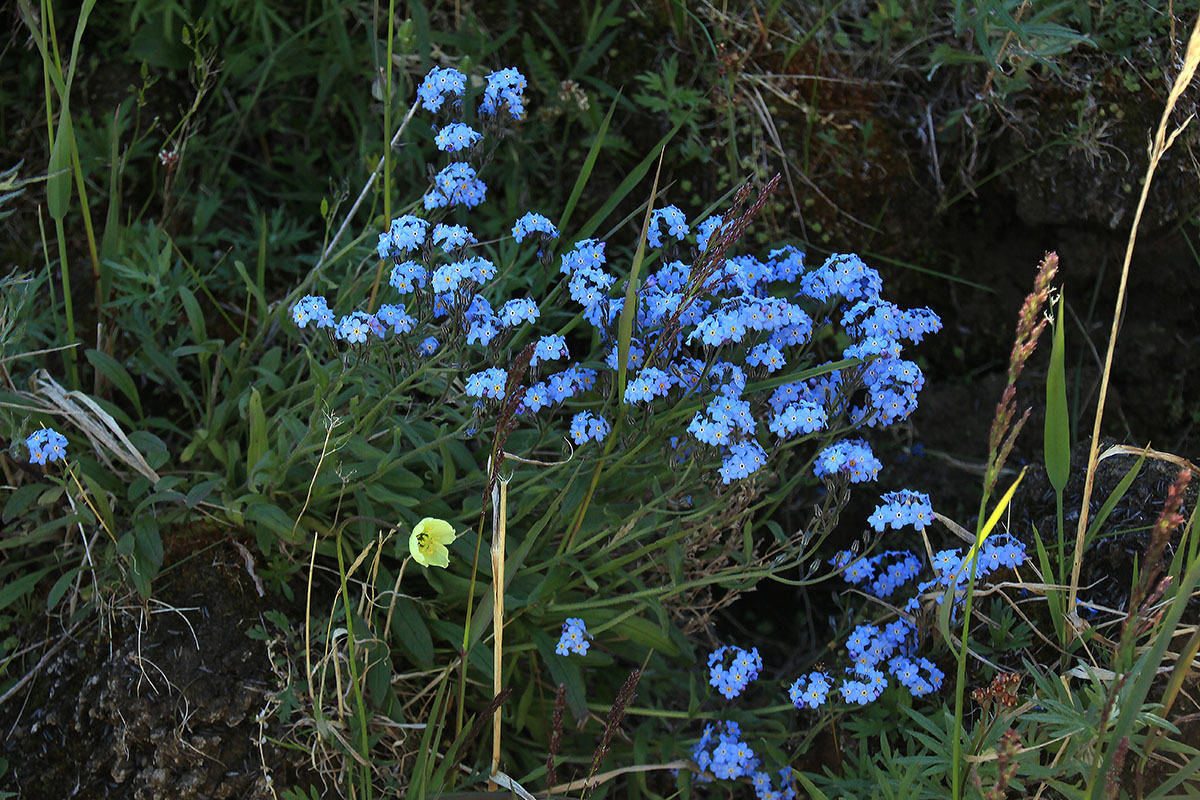 Изображение особи Myosotis asiatica.