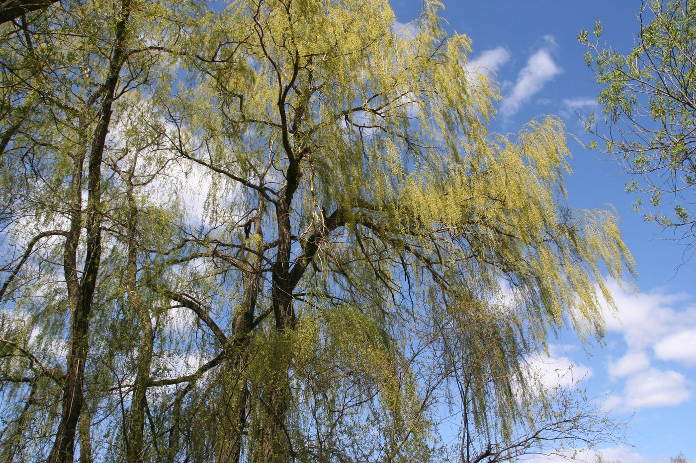 Image of Salix alba specimen.