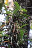 семейство Orchidaceae. Цветущее растение. Непал, провинция Багмати-Прадеш, р-н Читван, национальный парк \"Читван\", на стволе дерева. 21.11.2017.