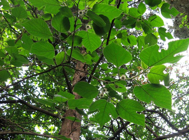 Image of Broussonetia papyrifera specimen.