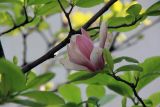 Magnolia liliiflora