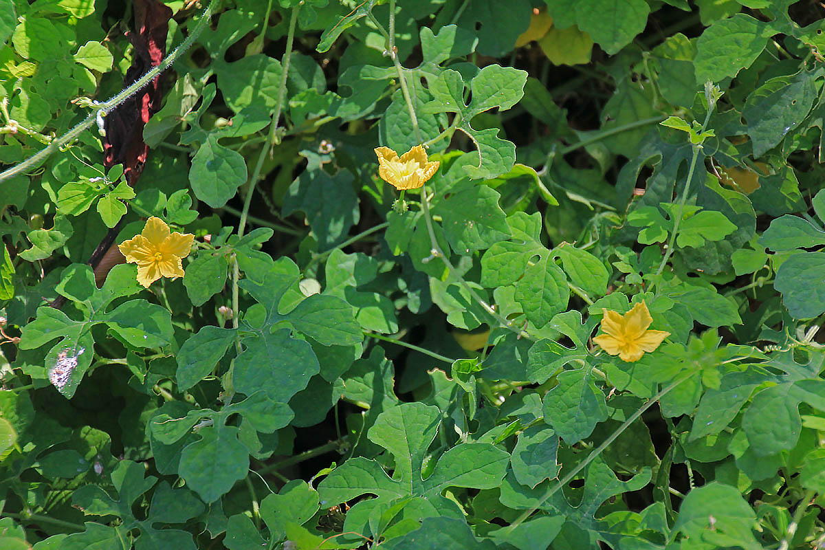 Image of Momordica charantia specimen.