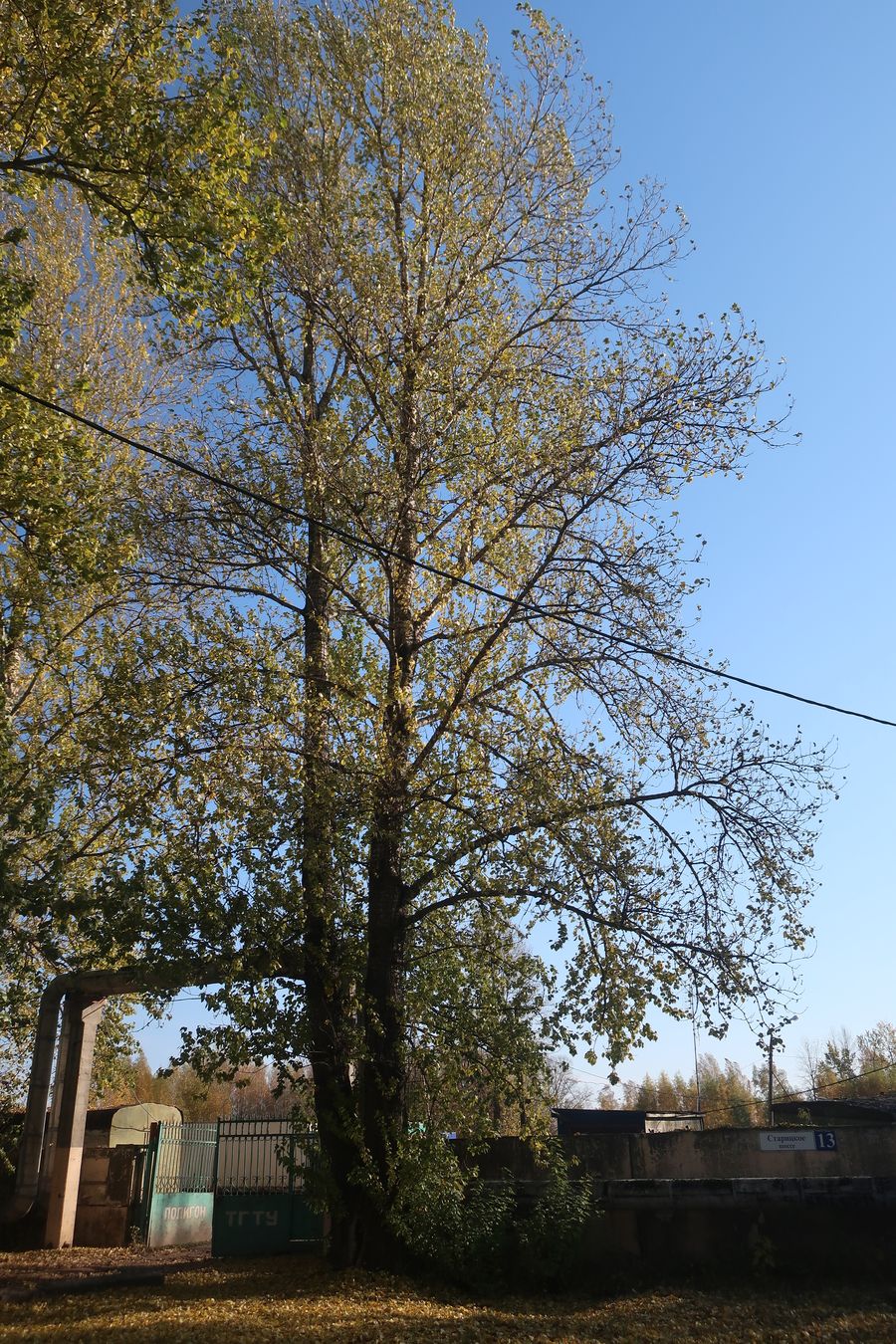 Изображение особи Populus &times; berolinensis.