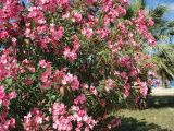 Nerium oleander