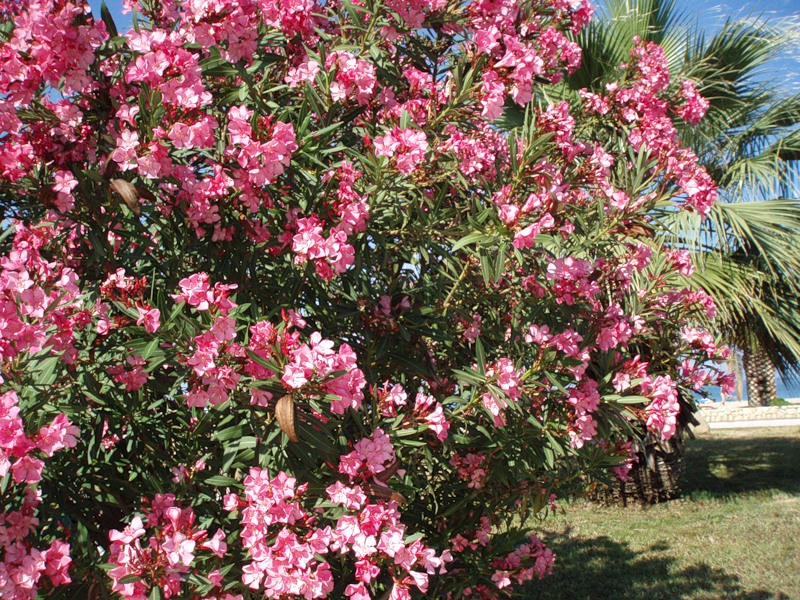 Изображение особи Nerium oleander.