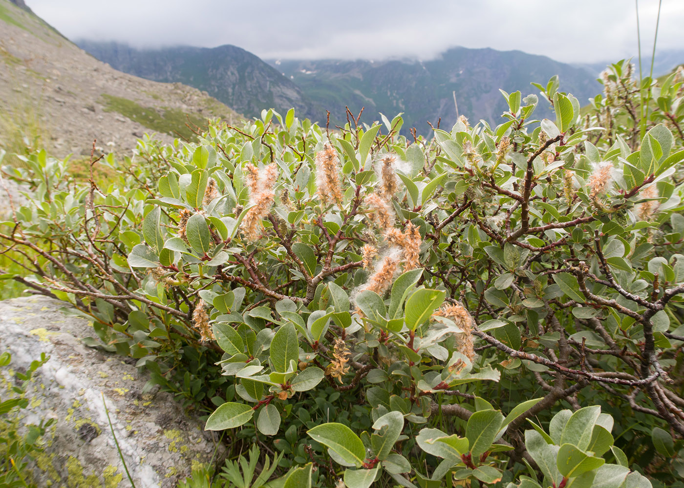 Изображение особи Salix kuznetzowii.