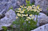 Anemonastrum fasciculatum. Цветущее растение. Республика Северная Осетия-Алания, Ирафский р-н, Большой Кавказ, левый склон долины р. Бартуидон чуть ниже окончания морены ледника Бартуй, субальпийский пояс, ≈ 2440 м н.у.м., каменистый берег реки. 10.07.2021.