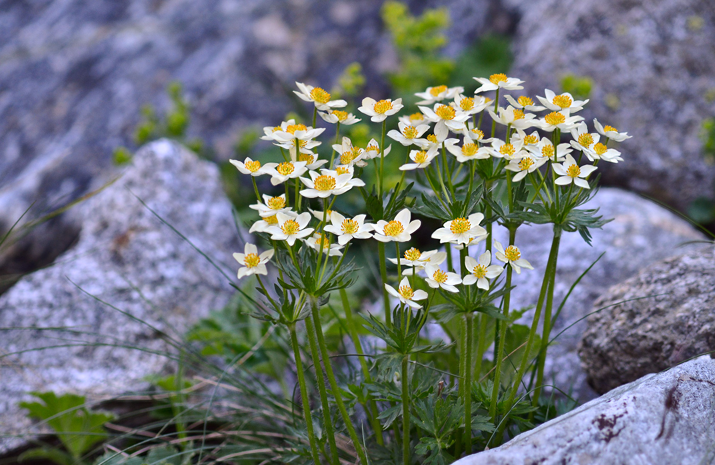 Изображение особи Anemonastrum fasciculatum.