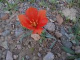 Tulipa intermedia