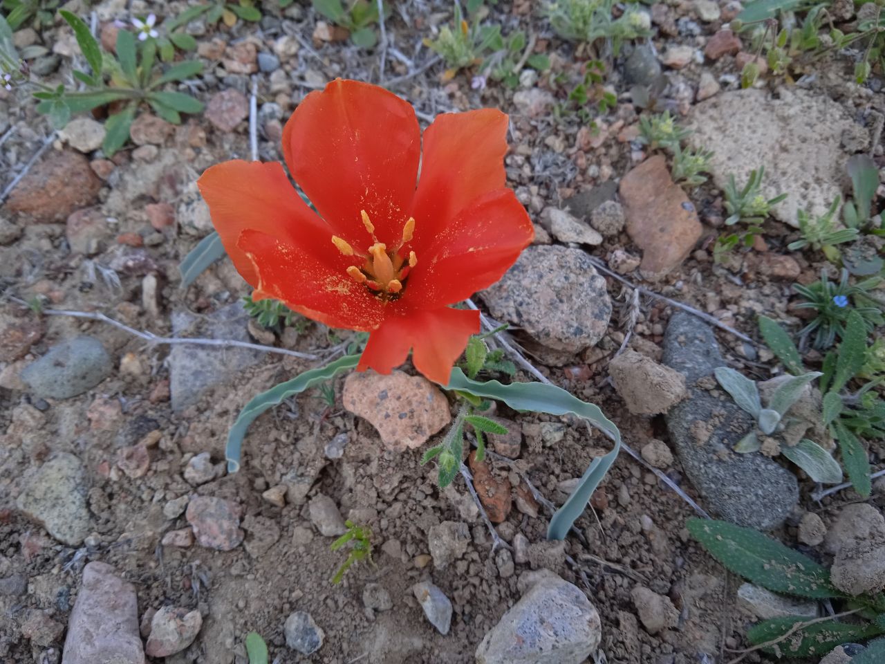 Image of Tulipa intermedia specimen.