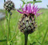 Centaurea scabiosa. Соцветия. Ярославская обл., Угличский р-н, берег р. Корожечна. 25.06.2010.