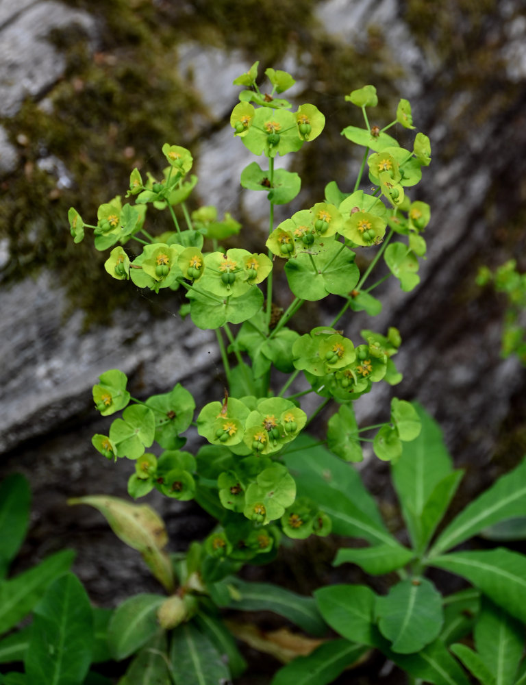 Изображение особи Euphorbia amygdaloides.