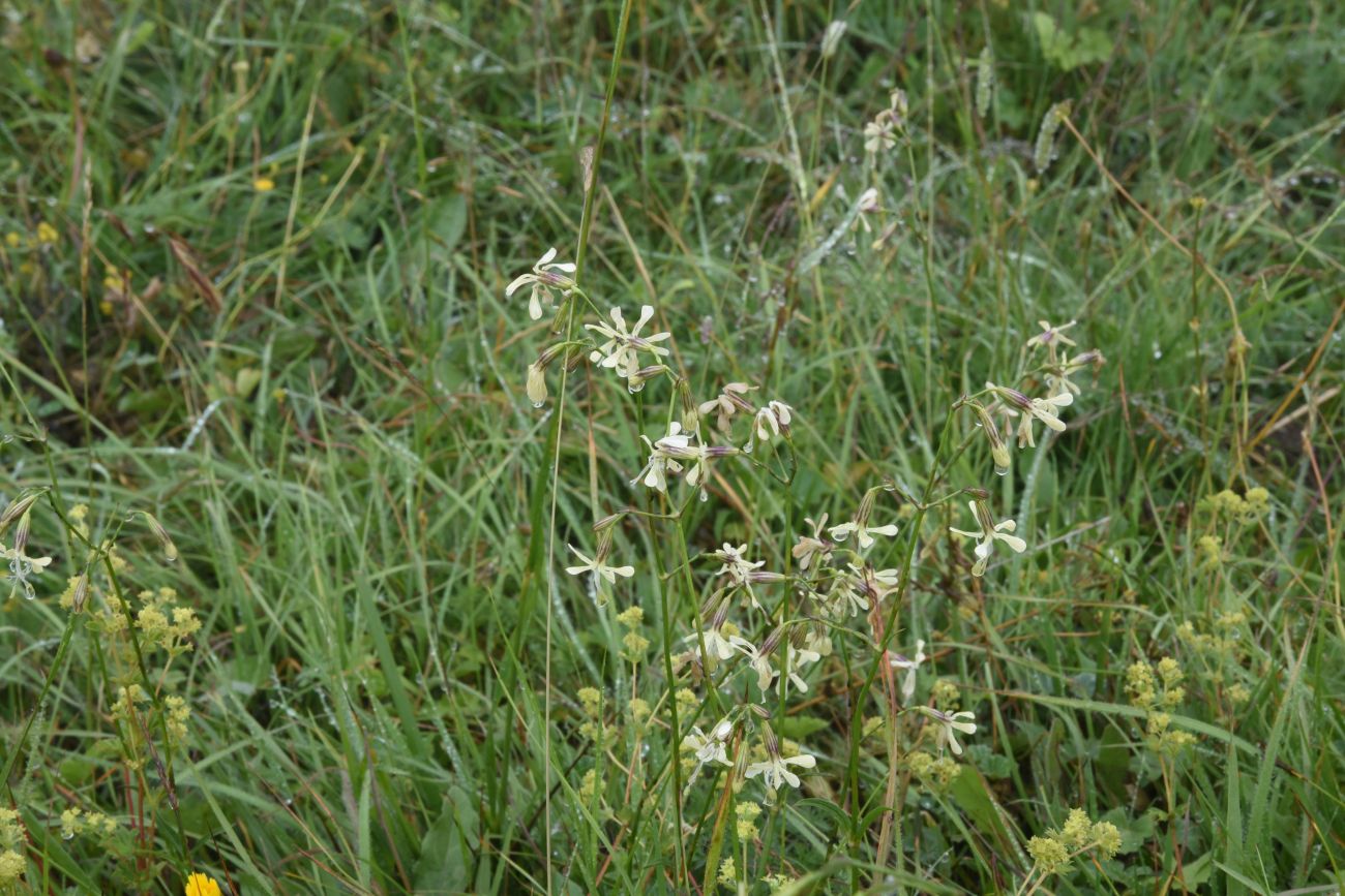 Изображение особи Silene saxatilis.