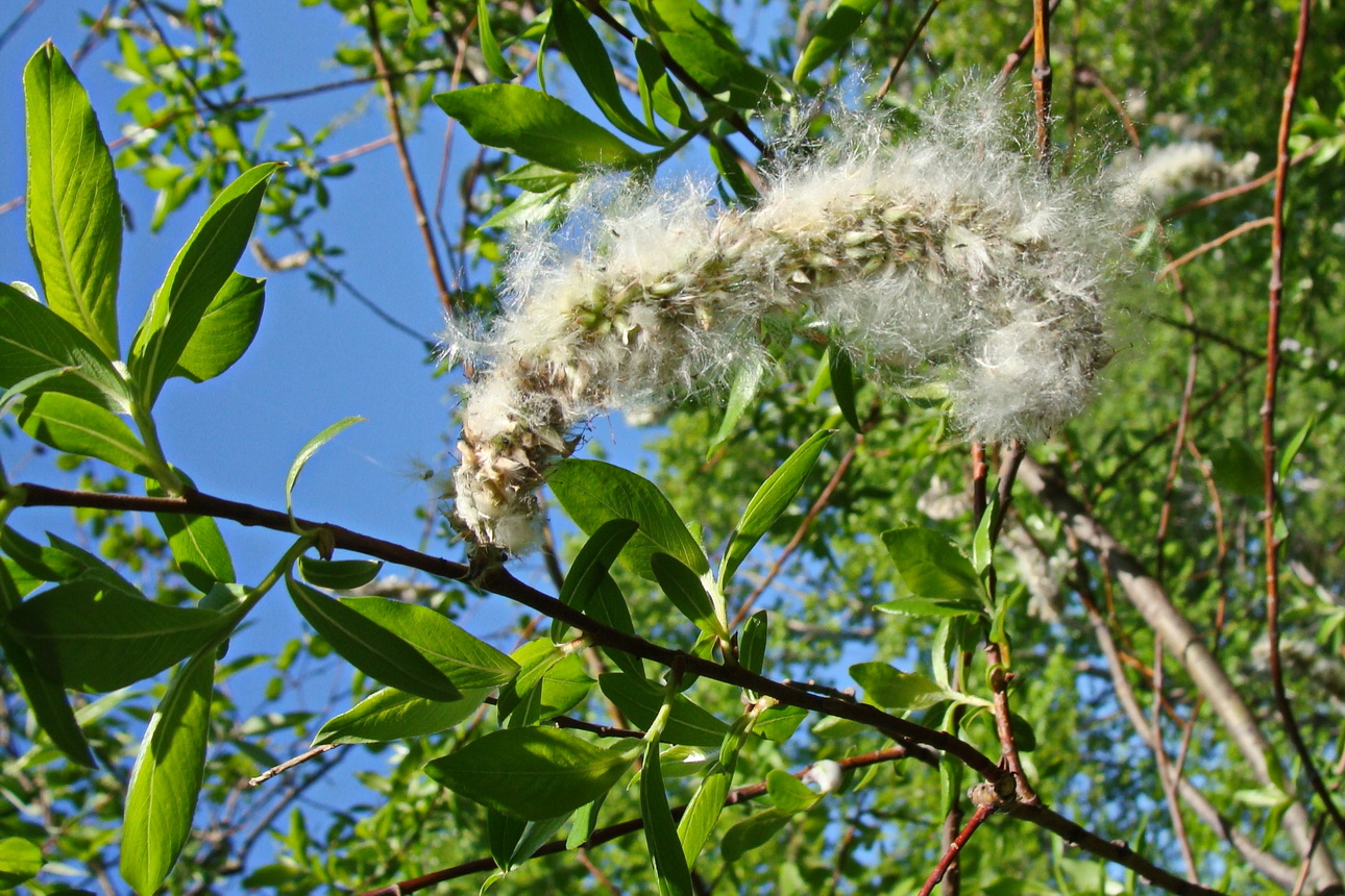 Изображение особи Salix gracilistyla.