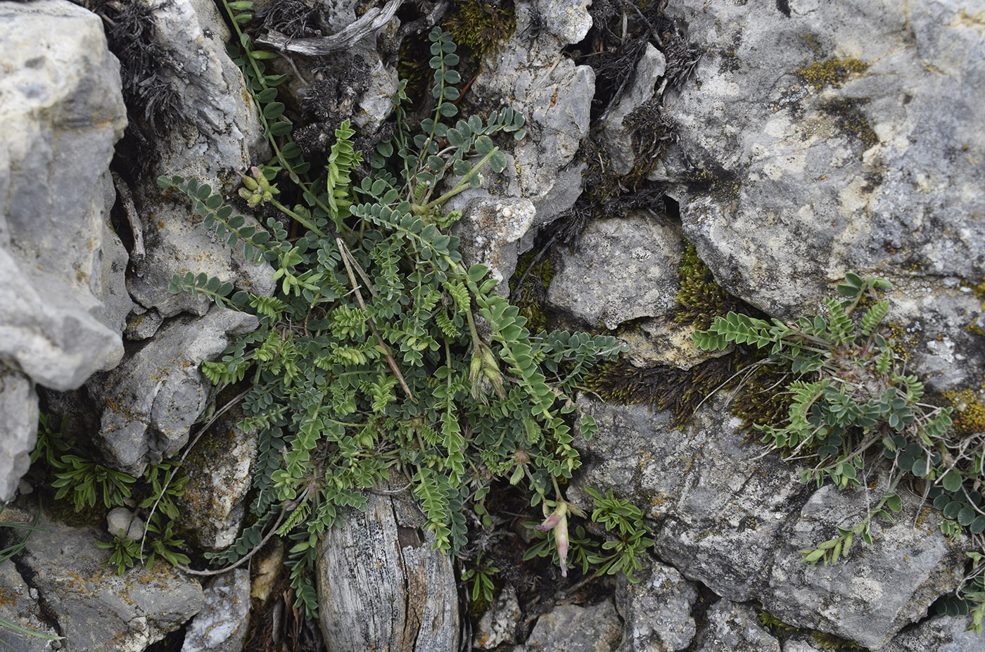 Image of Astragalus monspessulanus specimen.