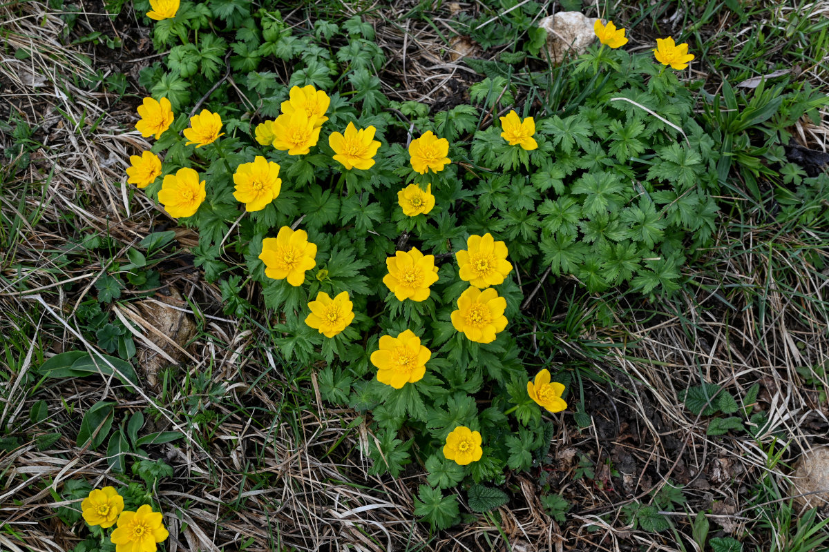 Image of Trollius ranunculinus specimen.