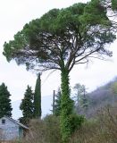 Pinus pinea