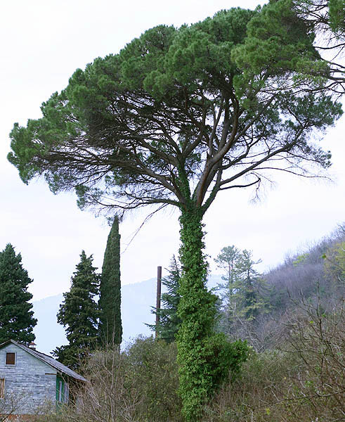 Image of Pinus pinea specimen.