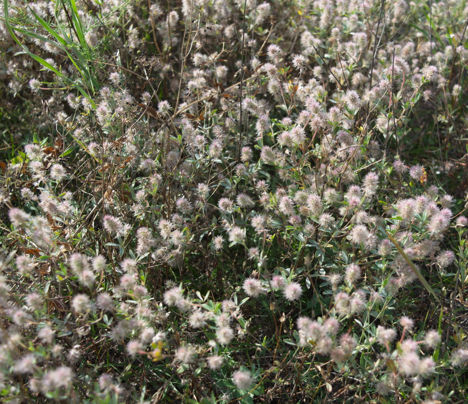 Image of Trifolium arvense specimen.