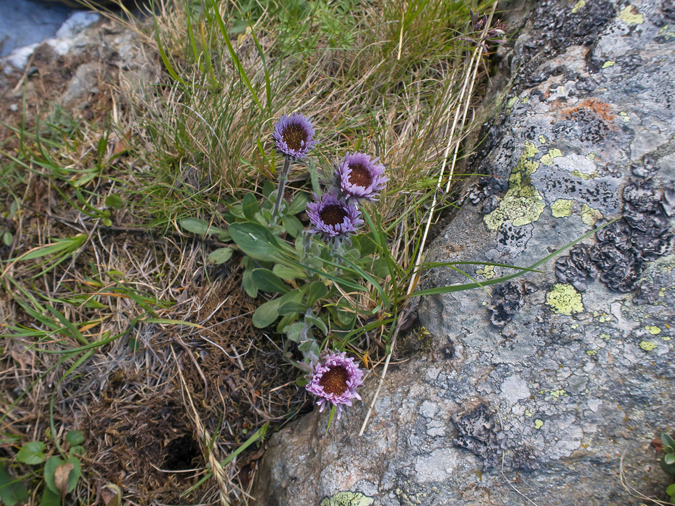 Image of Erigeron uniflorus specimen.