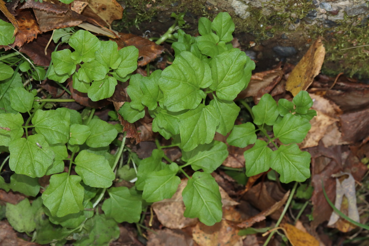 Image of Cardamine amara specimen.