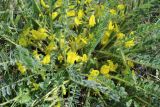 Смотреть изображение Astragalus henningii