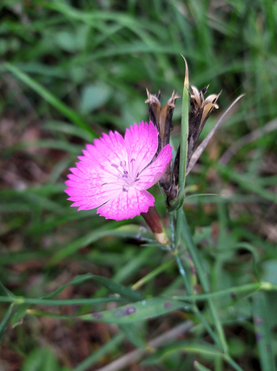 Изображение особи Dianthus caucaseus.