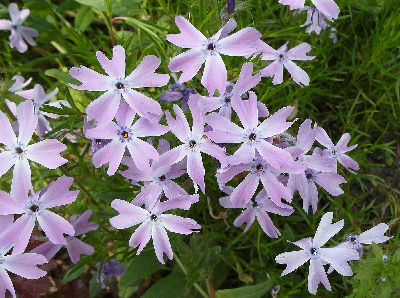 Image of Phlox subulata specimen.