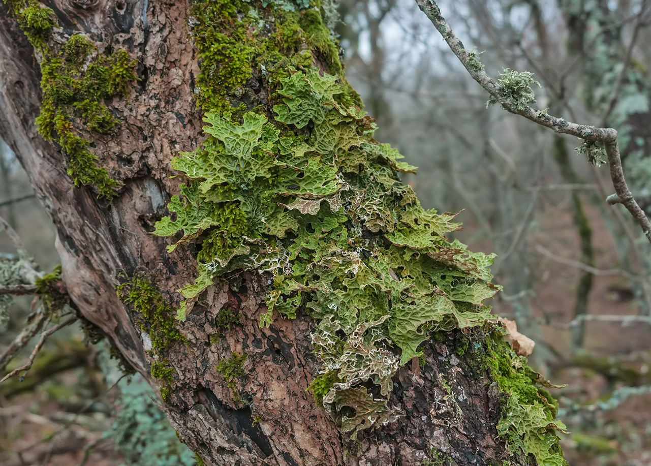 Image of Lobaria pulmonaria specimen.