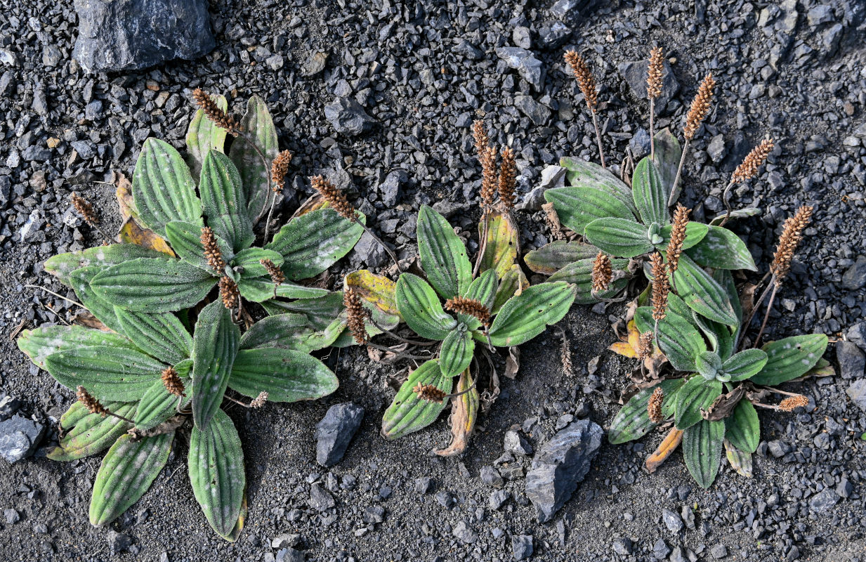 Изображение особи Plantago camtschatica.