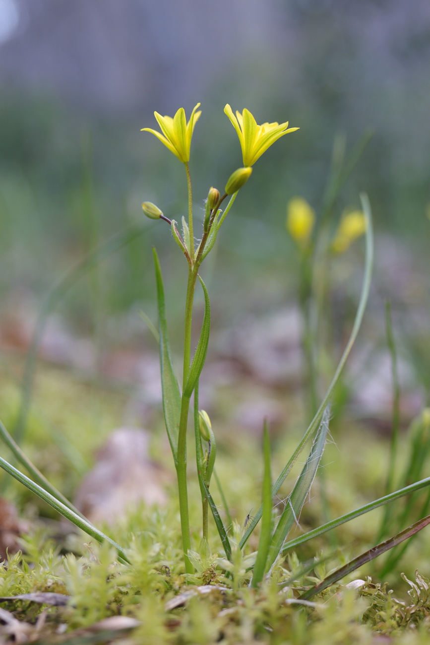 Image of Gagea chrysantha specimen.