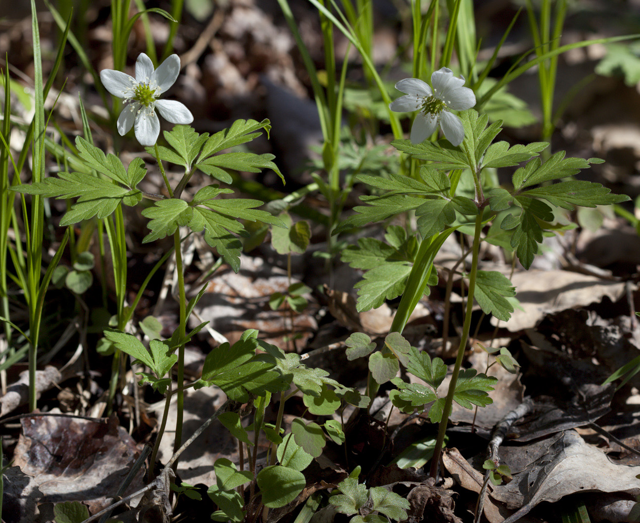 Изображение особи Anemone amurensis.