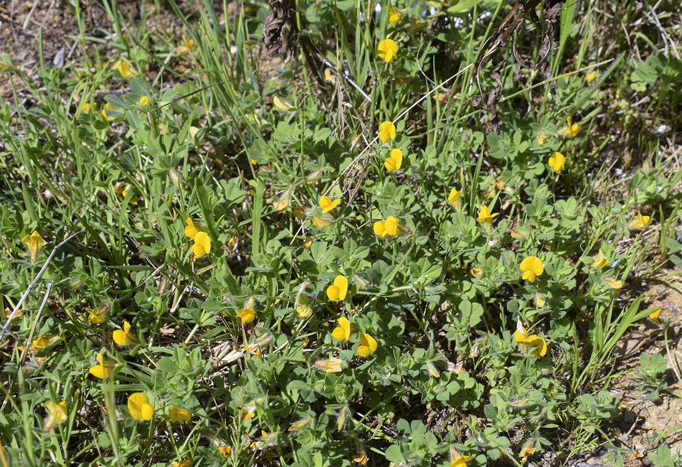 Image of Lotus edulis specimen.