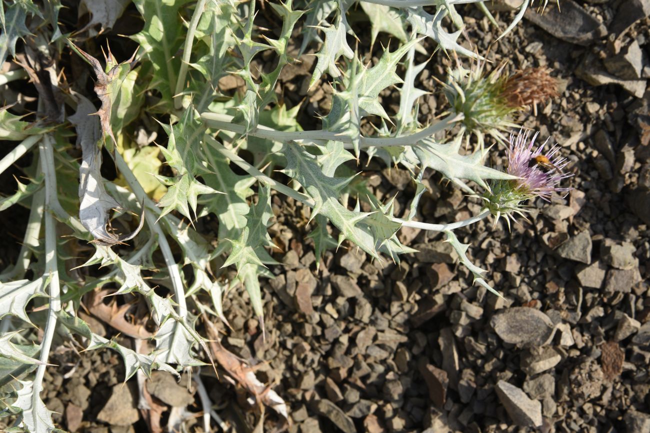 Image of Lamyropsis sinuata specimen.