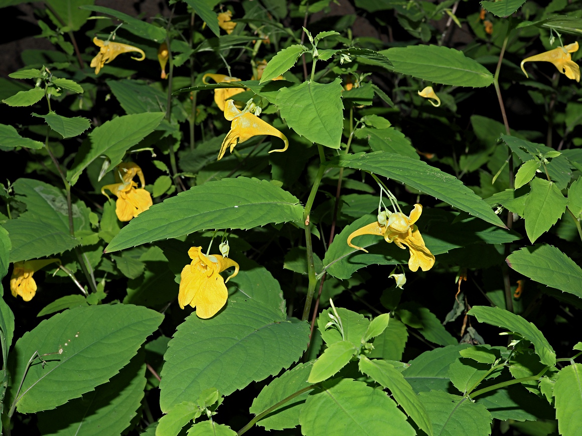 Image of Impatiens noli-tangere specimen.