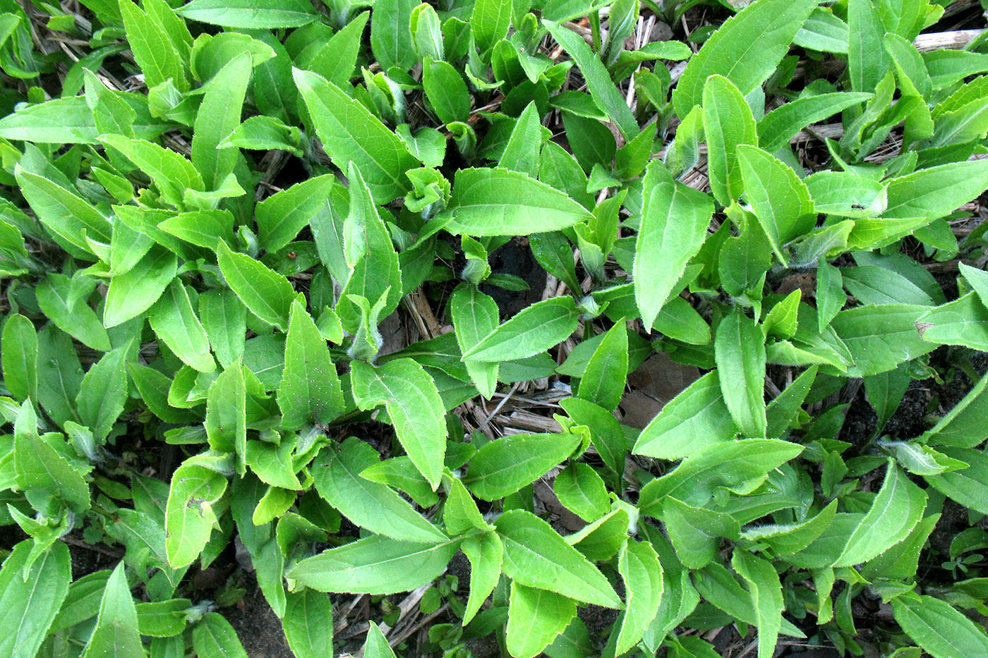 Изображение особи Helianthus tuberosus.