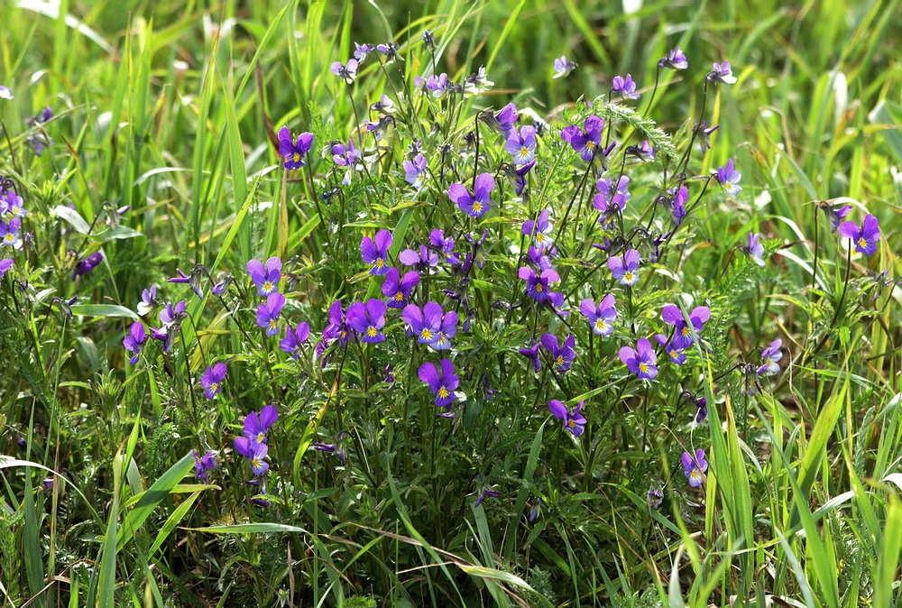 Image of Viola tricolor specimen.